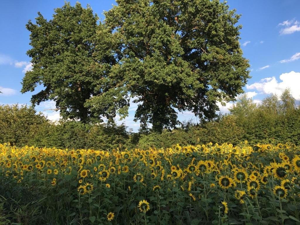 Bed & Breakfast Fuer Individualisten In Gemeinde Scharbeutz, Auch Allergiker Buitenkant foto